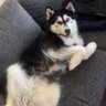 cj's profile picture