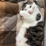 くろひつじ's profile picture