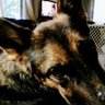 wuhufu profil fotoğrafı
