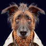 Фото профиля DarnDoggieClub 🌠