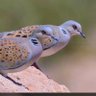 BADR profil fotoğrafı
