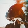 Profilbild von The Dog Who Knew Too Much
