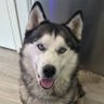 MuricanDog 的头像