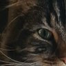 Victoria profil fotoğrafı