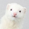 Profilbild von webchilla