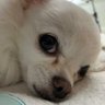 さやまがまさか's profile picture