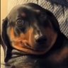 MydogsnameisBeans 的头像