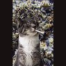 SMOKY CATZ profil fotoğrafı