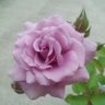 Фото профиля 𝐁𝐥𝐮𝐞𝐑𝐨𝐬𝐞 ໒꒱⋆゚