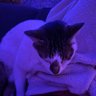 elliot's profile picture
