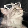 深海冷酷無情大猛雨 profil fotoğrafı