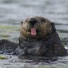 Фото профиля 🦦 otter