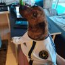 Profilbild von Jubatus