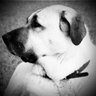 Фото профиля SheepDog