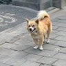 Фото профиля Peter Doge