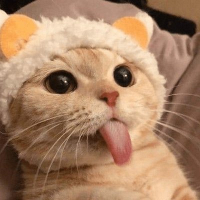 Cats 𝕏 Animals Funny's profile picture