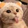 Фото профиля Cats 𝕏 Animals Funny