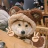 TheDog520's profile picture