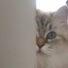 Japanne's profile picture