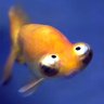 Lil Fish 的头像