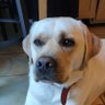 Stef Le Labrador's profile picture