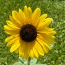 Carolina Girl's profile picture