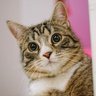 Фото профиля ねこさん~6