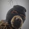🜲 profil fotoğrafı