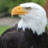 Profilbild von Harry TheEagle 🇺🇸