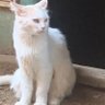مالك 的头像