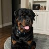 Rottie Momma's profile picture