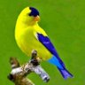 Keyifçi profil fotoğrafı