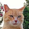 Pione's profile picture