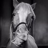 Фото профиля ✨Mr. Ed 💐 🐶🐴🌞🦁🦂