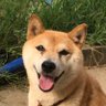 柴犬メリーさんです🐾 的头像
