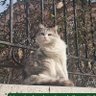 adanalı profil fotoğrafı