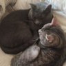 Dioslaaa profil fotoğrafı