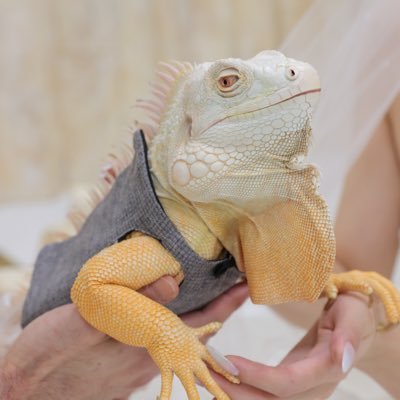 🐉イグ兄さん🐉's profile picture