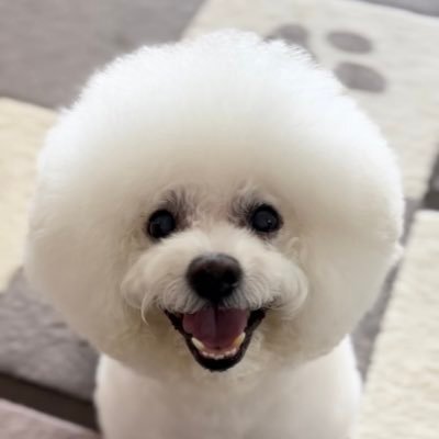 bichon_gk's profile picture