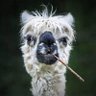 #MzansiJ🤬🤪ker profil fotoğrafı