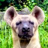 Baloo 💦🏄♀️ profil fotoğrafı