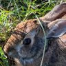 Zaii. profil fotoğrafı