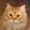ヒロミ💚 profil fotoğrafı