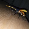 ティーチ 的头像