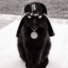 Le Bouc Fringant profil fotoğrafı