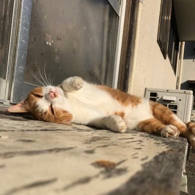 urakazuki_'s profile picture