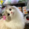 ❀ ais's profile picture