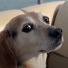 Profilbild von Jakes Dog