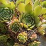 Profilbild von Nature's beautiful