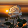 Фото профиля Donald Jacobson